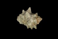 藏品(角岩螺)的圖片